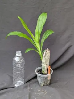 洋蘭 洋ラン セロジネ ローレンセアナ Coelogyne - メルカリ