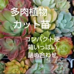 多肉植物 カット苗 コンパクト便 箱いっぱい 詰め合わせ【メルカリ便発送】のサムネイル