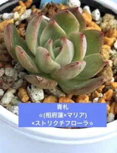 2026年最新】相府蓮の人気アイテム - メルカリ