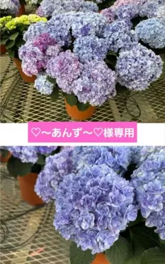 引っ越し断捨離様専用 紫陽花 アジサイ なゆた 那由多 ホットチボリ