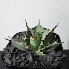 2026年最新】アガベハデスの人気アイテム - メルカリ