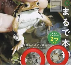 ヒキガエル　オタマジャクシ　セット