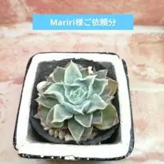 【速達付き】Mariri様ご依頼分 多肉 白くま×エレガンスラパス 他