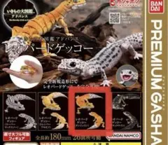 レオパードゲッコー（タンジェリン）　いきもの大図鑑アドバンス　生き物