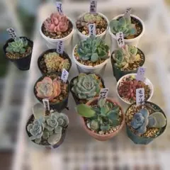 エケベリア葉挿し中苗12鉢セット多肉植物