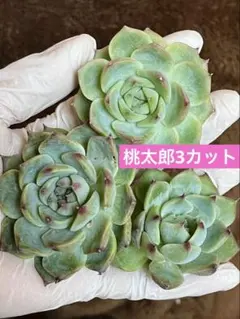 桃太郎3カット(発根管理中) カット苗　多肉植物