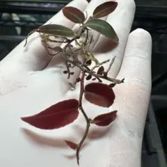 Mozambique様 リクエスト 2点 まとめ商品