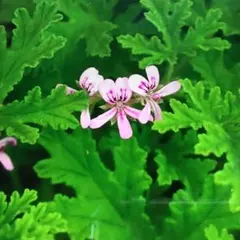 蚊逃げ草　　ローズゼラニウム苗のサムネイル
