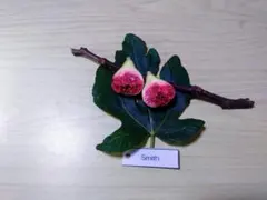 yamseta様 リクエスト 2点 まとめ商品