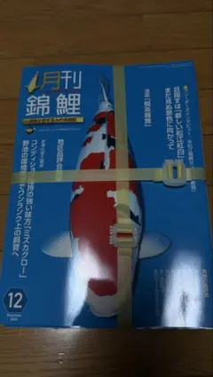月刊錦鯉 2024年 1月号〜12月号 12冊セット 月刊錦鯉 2024年 1月号〜12月号 12冊セット - メルカリ
