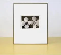 Item thumbnail for item 3622b0a9-2026-4284-be02-4352a29bc57f