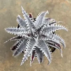 ディッキア dyckia ピンクミリピード 子株 otto アガベ - メルカリ