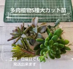 2026年最新】多肉植物 朧月の人気アイテム - メルカリ