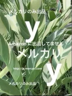 ○斑入りのカンナ・シュトゥットガルト 美しい可憐な斑入りです