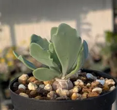 ローエングリン様 リクエスト 3点 まとめ商品