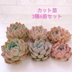 多肉植物 エケベリア カット苗 3種6苗セット 韓国苗 寄せ植えや丼に♪