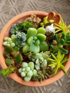 2026年最新】多肉植物エケベリア寄せ植えセット多肉弁当の人気アイテム