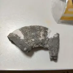 アンモナイト化石 一部