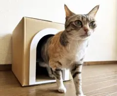 猫ハウス 段ボール フレーム 「猫の穴」（大アーチ）受注生産のサムネイル