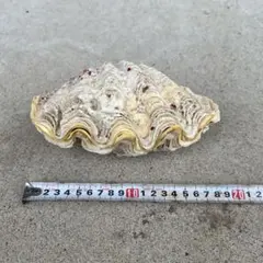 オオシャコガイ シャコ貝 約40×25cm 希少 天然 - メルカリ
