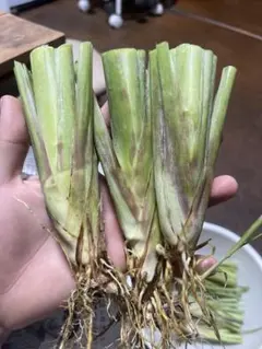 無農薬 レモングラス 抜き苗 3本 レモングラス苗 無農薬ハーブ 多肉植物 SEASON 通販 14920560