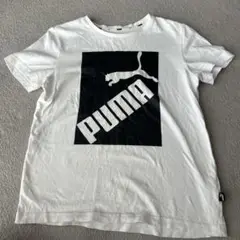 PUMA 150センチ　キッズ　Tシャツ