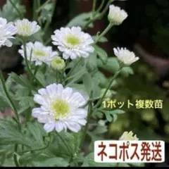 2026年最新】マトリカリア ダブルラテ 苗の人気アイテム - メルカリ