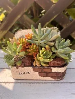 多肉植物　寄せ植え　飾れる　おしゃれカッコイイリメ鉢　元気鉢のサムネイル