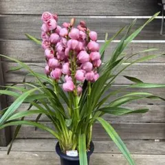 まみつわん　プロフ読んでね様 リクエスト 2点 まとめ商品　シンビジューム　萌香