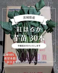 2026年最新】紅はるか 苗の人気アイテム - メルカリ
