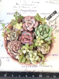 2025年最新】多肉植物 リラシナの人気アイテム - メルカリ