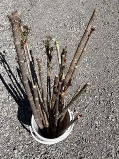 タラの芽 苗木 原木のサムネイル