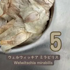 2026種子5粒 ウェルウィッチア ミラビリス 奇想天外のサムネイル