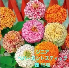 百日草(ジニア)ペパーミントスティック 種15粒