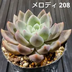 メロディ 208 エケベリア 多肉植物 抜き苗