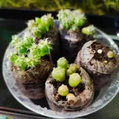 m*i様 【サボテンセール】 サボテン 4本セット 多聞柱錦 柱サボテン錦 柱サ 観葉植物】柱サボテン40cm～60cm(016-1509) | 鹿児島県指宿市