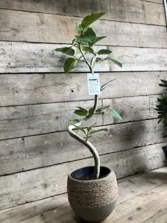 新品種❗️フィカス　ベンガルレンシス ジョイハート ゴムの木　観葉植物 プレゼント 新品種❗️フィカス ベンガルレンシス ジョイハート ゴムの木 観葉植物