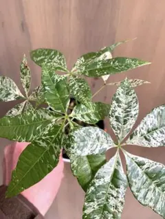 2026年最新】パキラ ミルキーウェイ 実生の人気アイテム - メルカリ