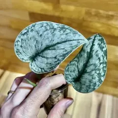 2026年最新】スキンダプサスの人気アイテム - メルカリ