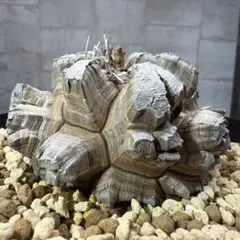 D6 亀甲竜 大株 塊根植物 コレクション株 - メルカリ