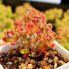 速達便　ヒュルリラ様 リクエスト 4点 まとめ商品