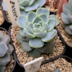 韓国苗　エケベリア　レッドベルベット