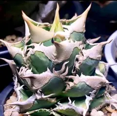 Lize血統　大白鯊　子株2株セット！ Agave Titanota 大白鯊(Lize血統)の子株 未発根 | AgaveLives
