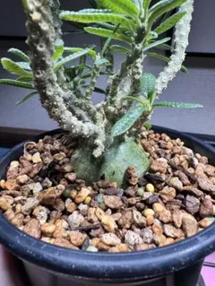 ドルステニア ギガス ブラータ コーデックス 塊根植物