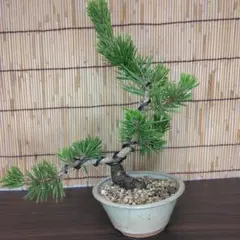 五葉松 斑入り 盆栽 3.5号陶器鉢つき レア❗ ④ - メルカリ