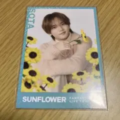 中島颯太 SUNFLOWER アクリルスタンド フォトカードセット - メルカリ