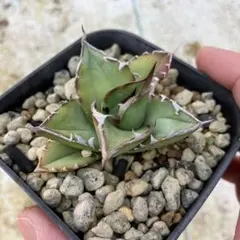 2026年最新】アガベ チタノタブルーの人気アイテム - メルカリ