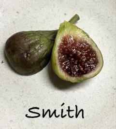 2026年最新】穂木 イチジクの人気アイテム - メルカリ