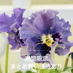 2026年最新】ビオラレディ 種の人気アイテム - メルカリ