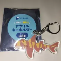 新江ノ島水族館 ズラして解剖！ アクリルキーホルダー